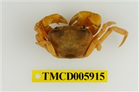 藏品(南澳澤蟹)的圖片